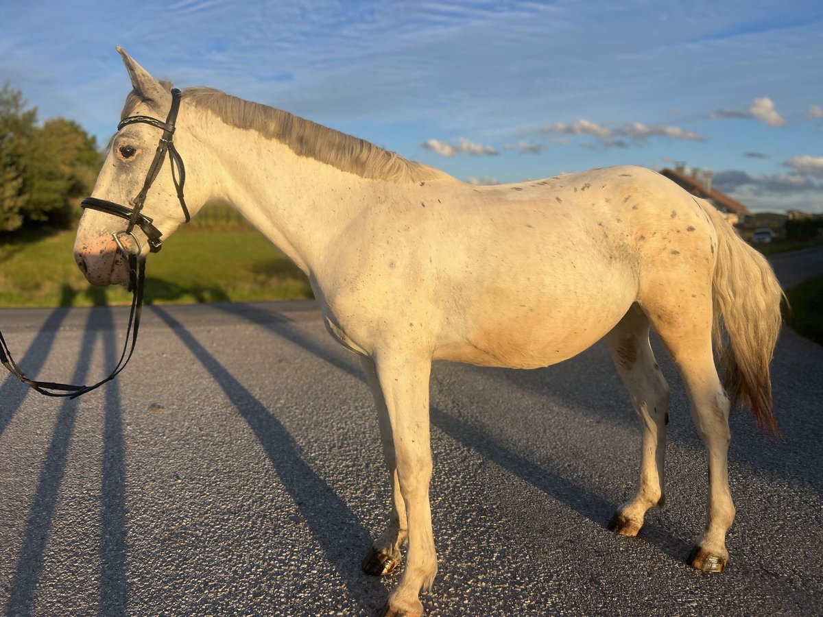 Weitere Warmblüter Wallach 4 Jahre 155 cm Rotschimmel in Uttendorf