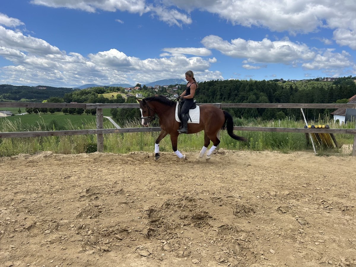 Weitere Warmblüter Mix Wallach 4 Jahre 157 cm Brauner in Mitterdorf
