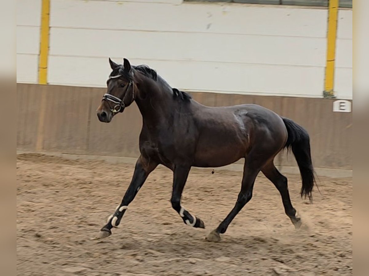 Weitere Warmblüter Wallach 4 Jahre 160 cm Dunkelbrauner in Braunschweig