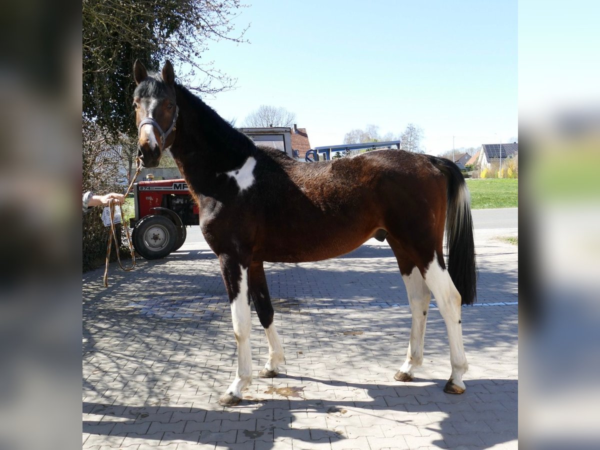 Weitere Warmblüter Wallach 4 Jahre 164 cm Schecke in Borgentreich