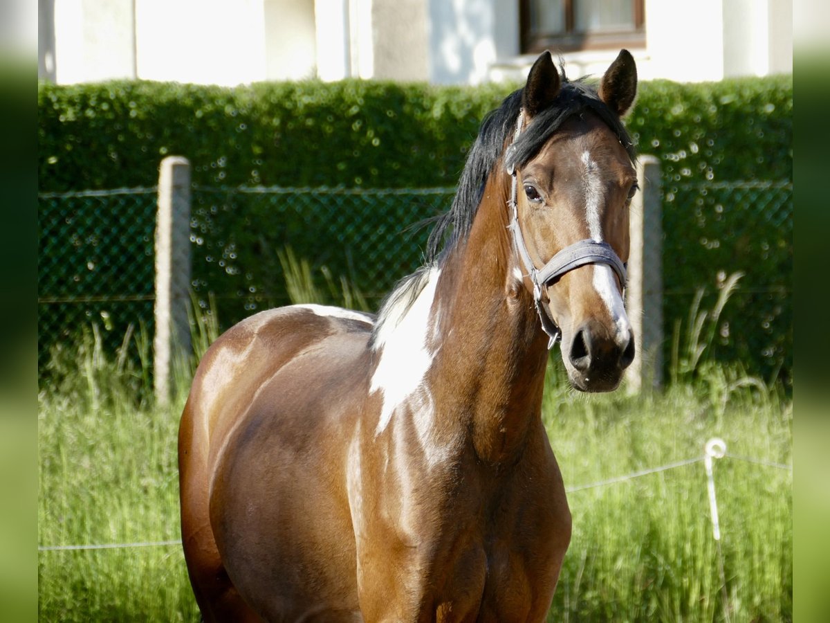 Weitere Warmblüter Wallach 4 Jahre 164 cm Schecke in Borgentreich