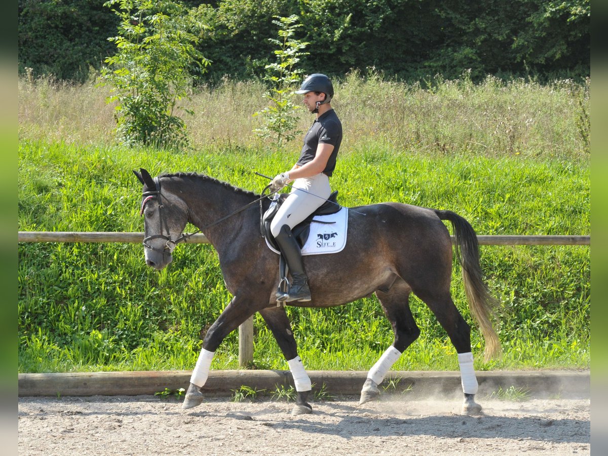 Weitere Warmblüter Wallach 4 Jahre 168 cm Blauschimmel in Wellheim