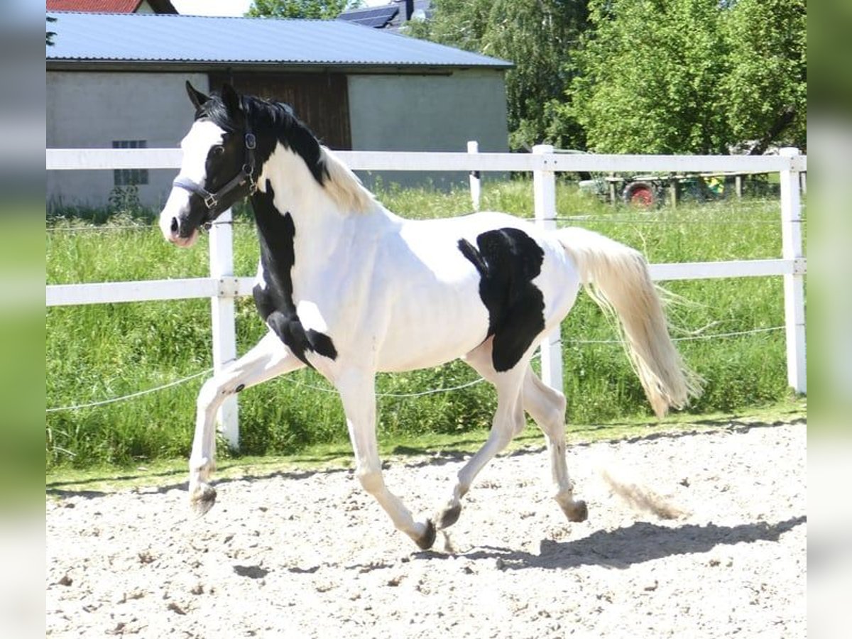 Weitere Warmblüter Wallach 4 Jahre 168 cm Schecke in Borgentreich