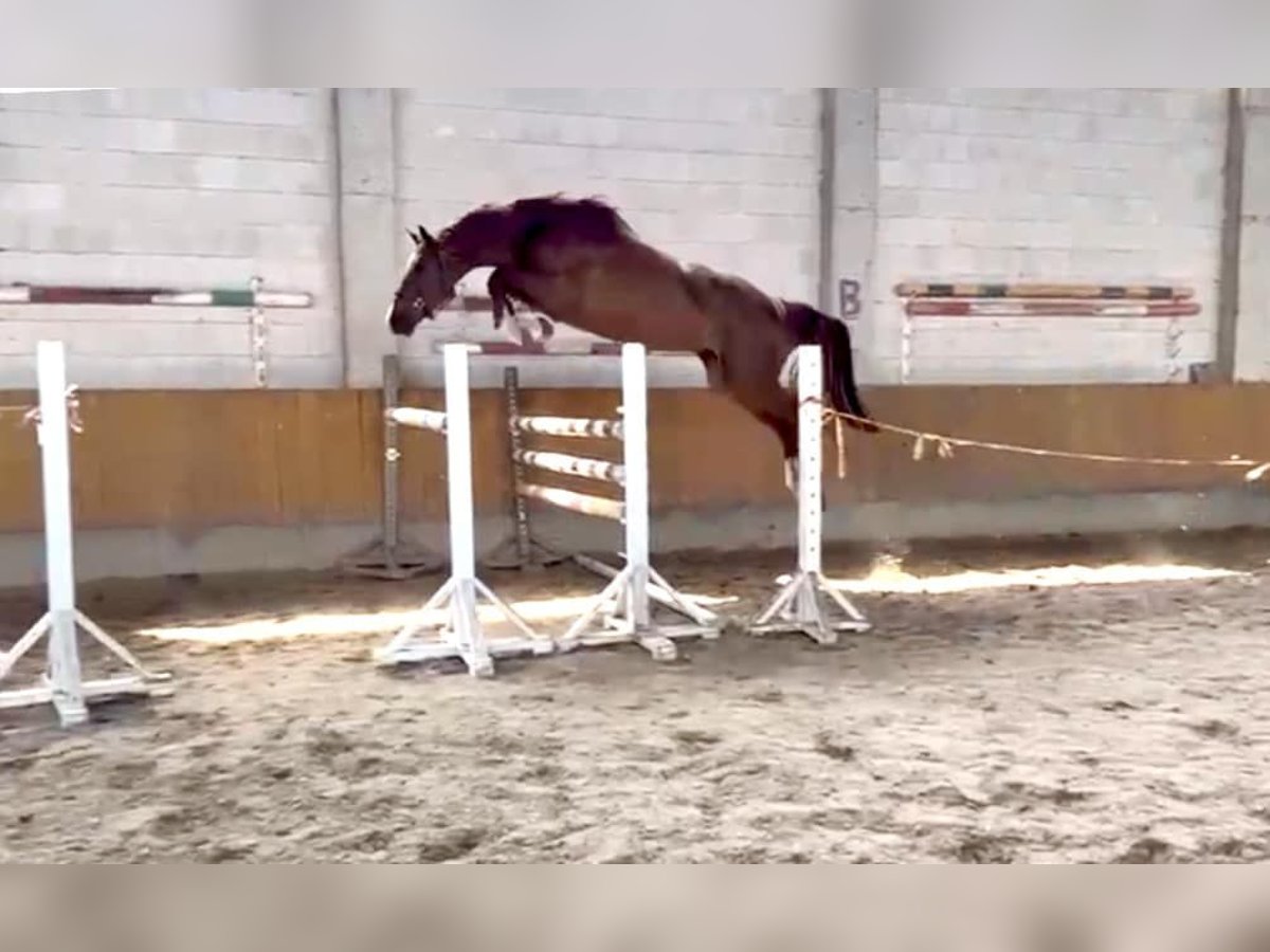 Weitere Warmblüter Wallach 4 Jahre Fuchs in Seirijai