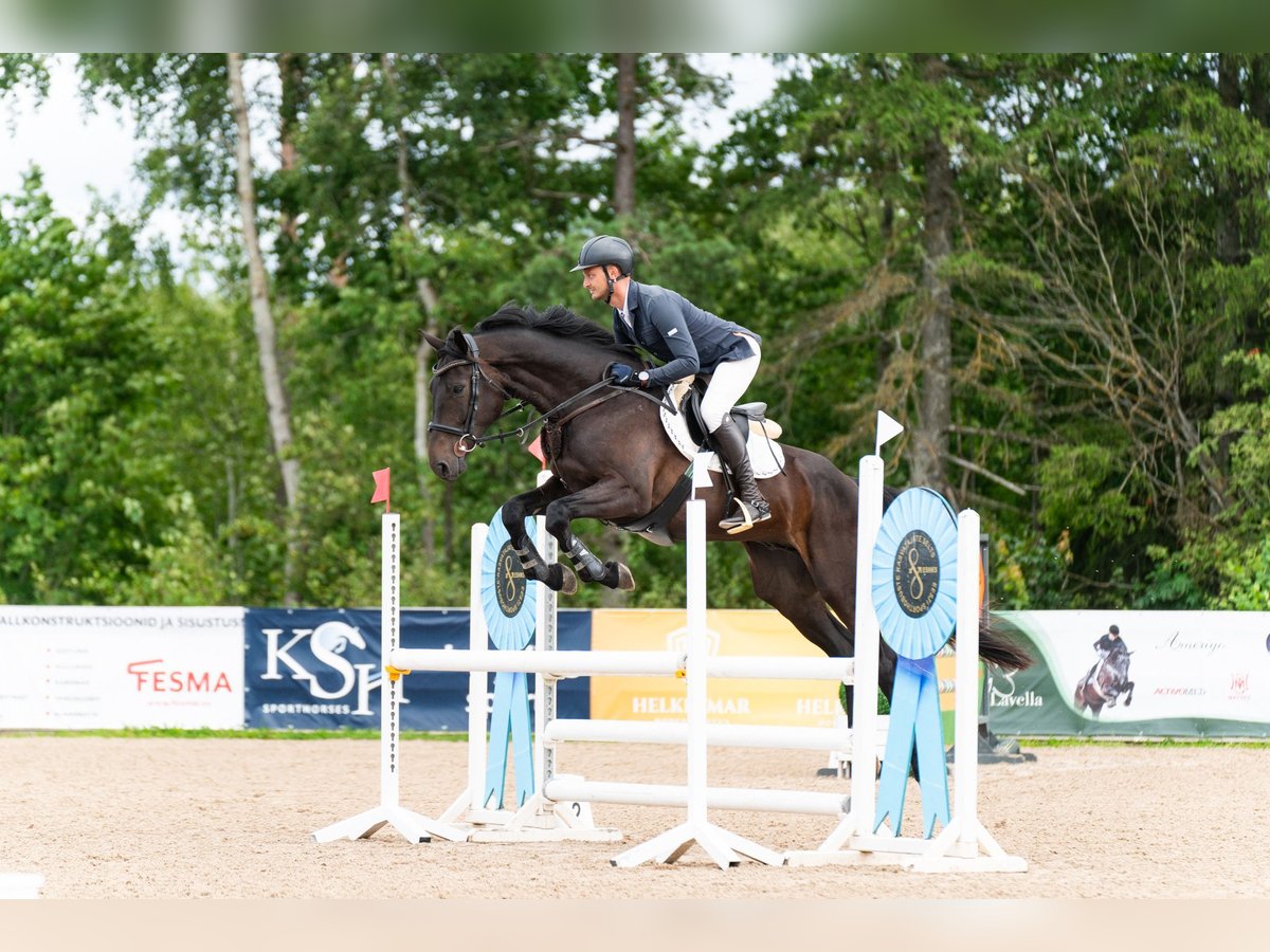 Weitere Warmblüter Wallach 4 Jahre Rappe in Haapsalu