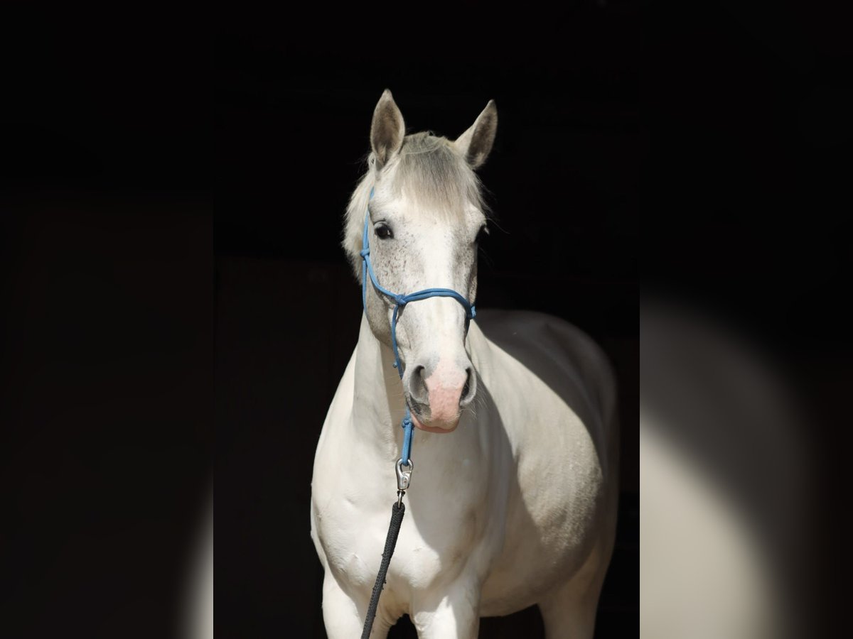 Weitere Warmblüter Mix Wallach 5 Jahre 150 cm Schimmel in Berlin