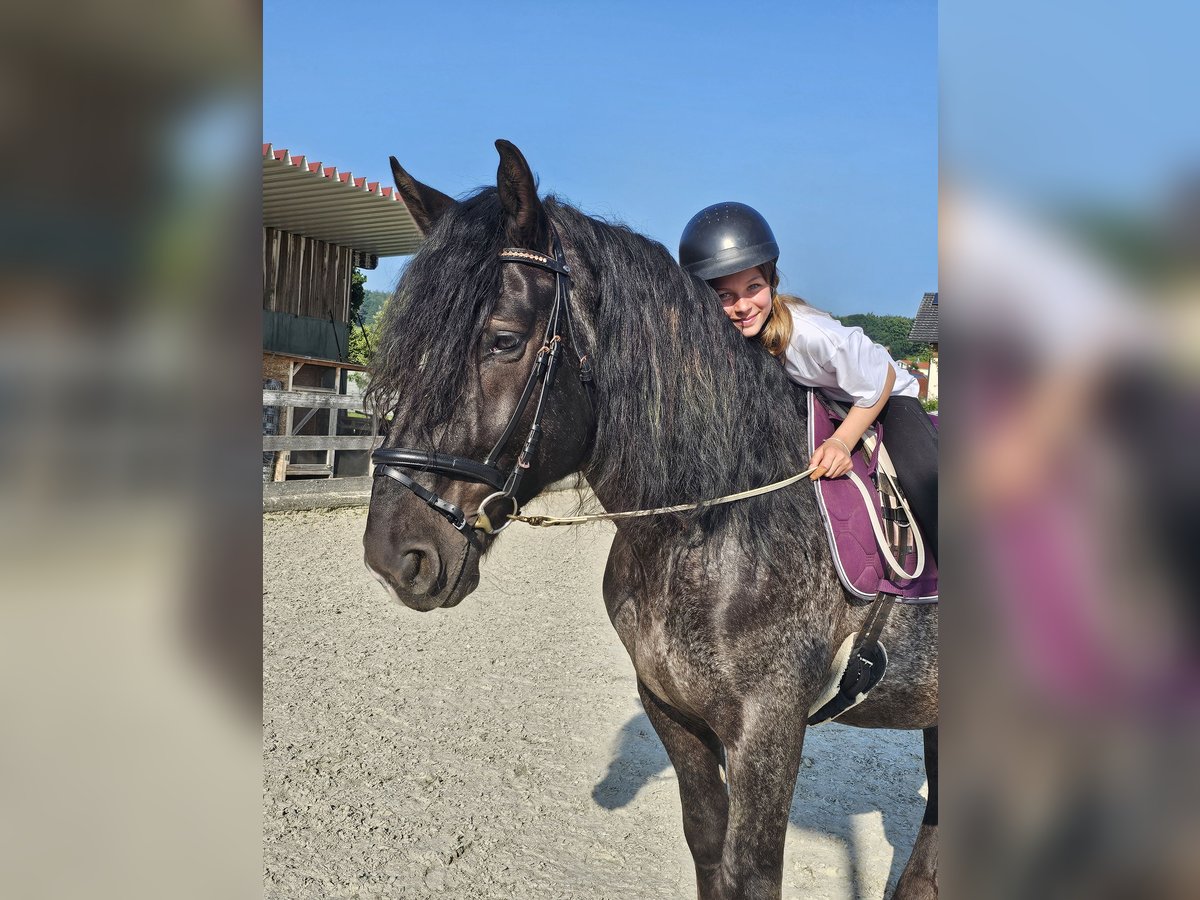 Weitere Warmblüter Mix Wallach 5 Jahre 158 cm Tigerschecke in Kressbronn am Bodensee