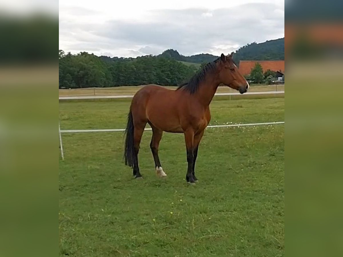 Weitere Warmblüter Mix Wallach 5 Jahre 160 cm Brauner in Bensheim