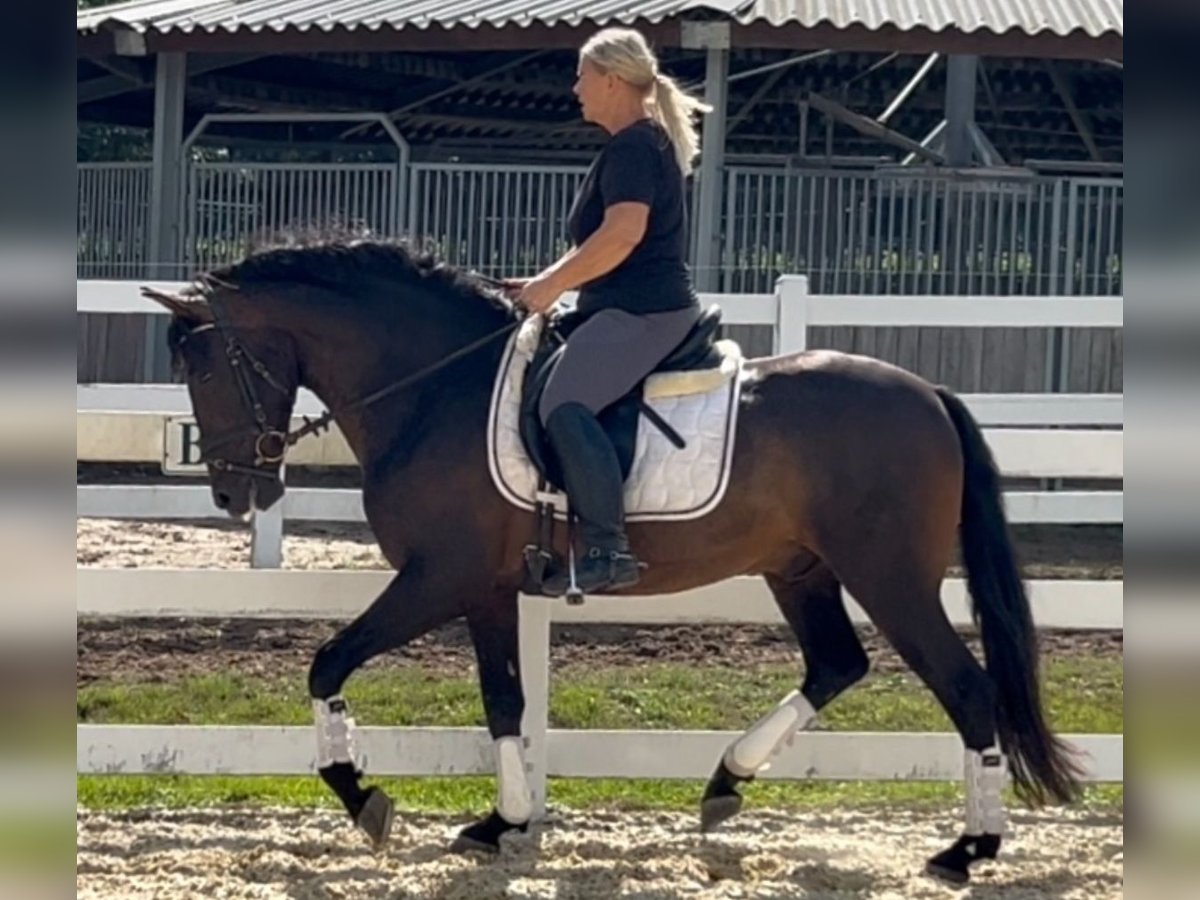 Weitere Warmblüter Mix Wallach 5 Jahre 161 cm in Niederkr&#xFC;chten