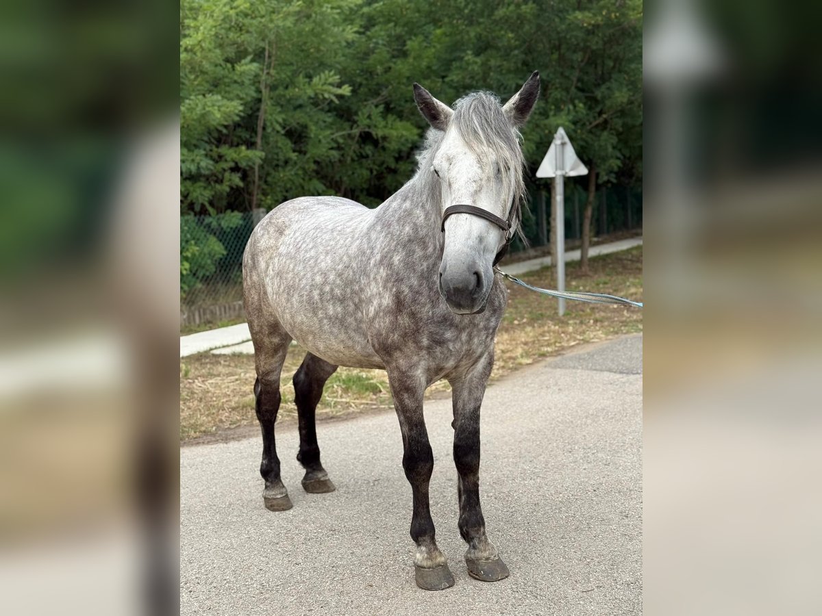 Weitere Warmblüter Wallach 5 Jahre 162 cm Schimmel in L&#x151;k&#xF6;sh&#xE1;za