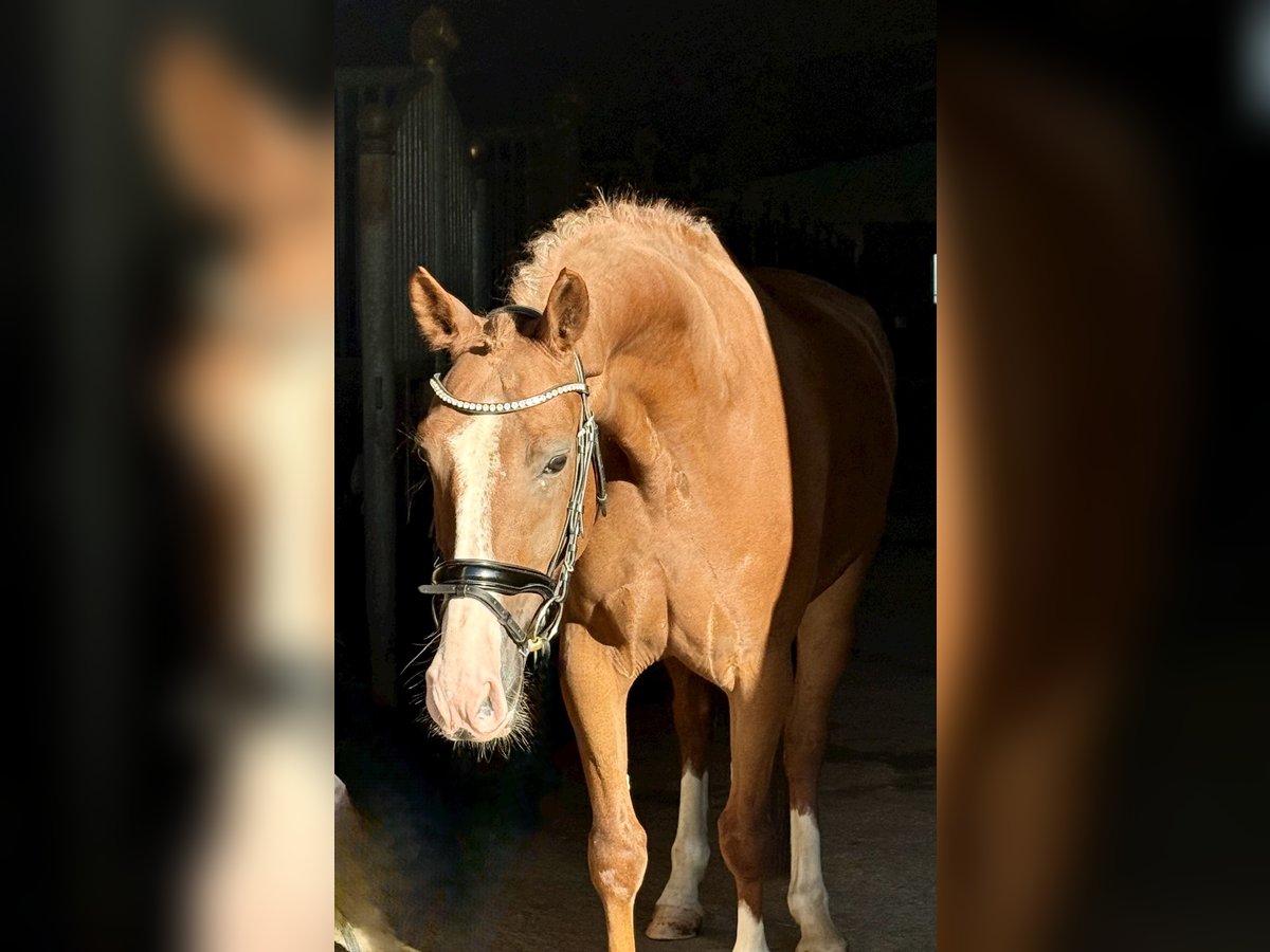 Weitere Warmblüter, Wallach in Ebenweiler
