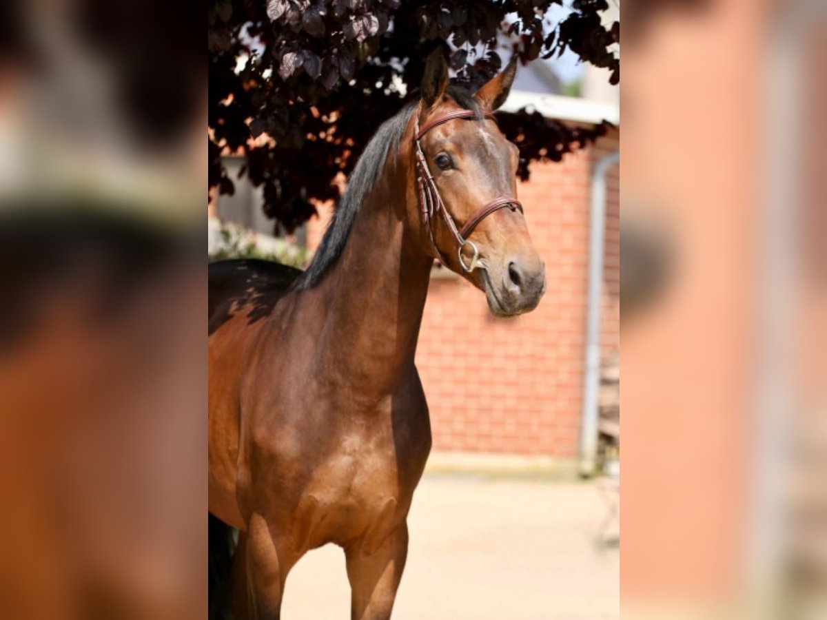 Weitere Warmblüter Wallach 5 Jahre 168 cm Brauner in Willich