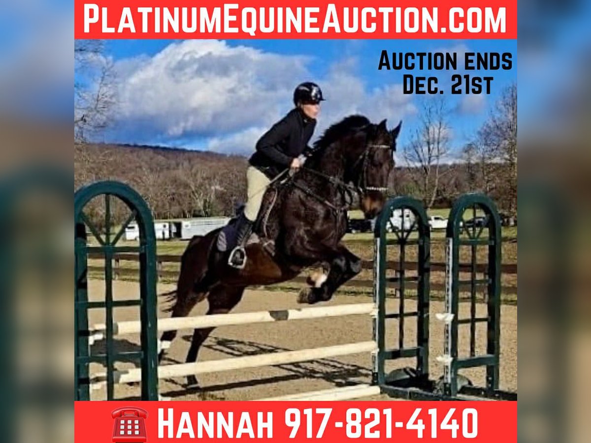 Weitere Warmblüter Wallach 5 Jahre 168 cm Rotbrauner in Lebanon NJ