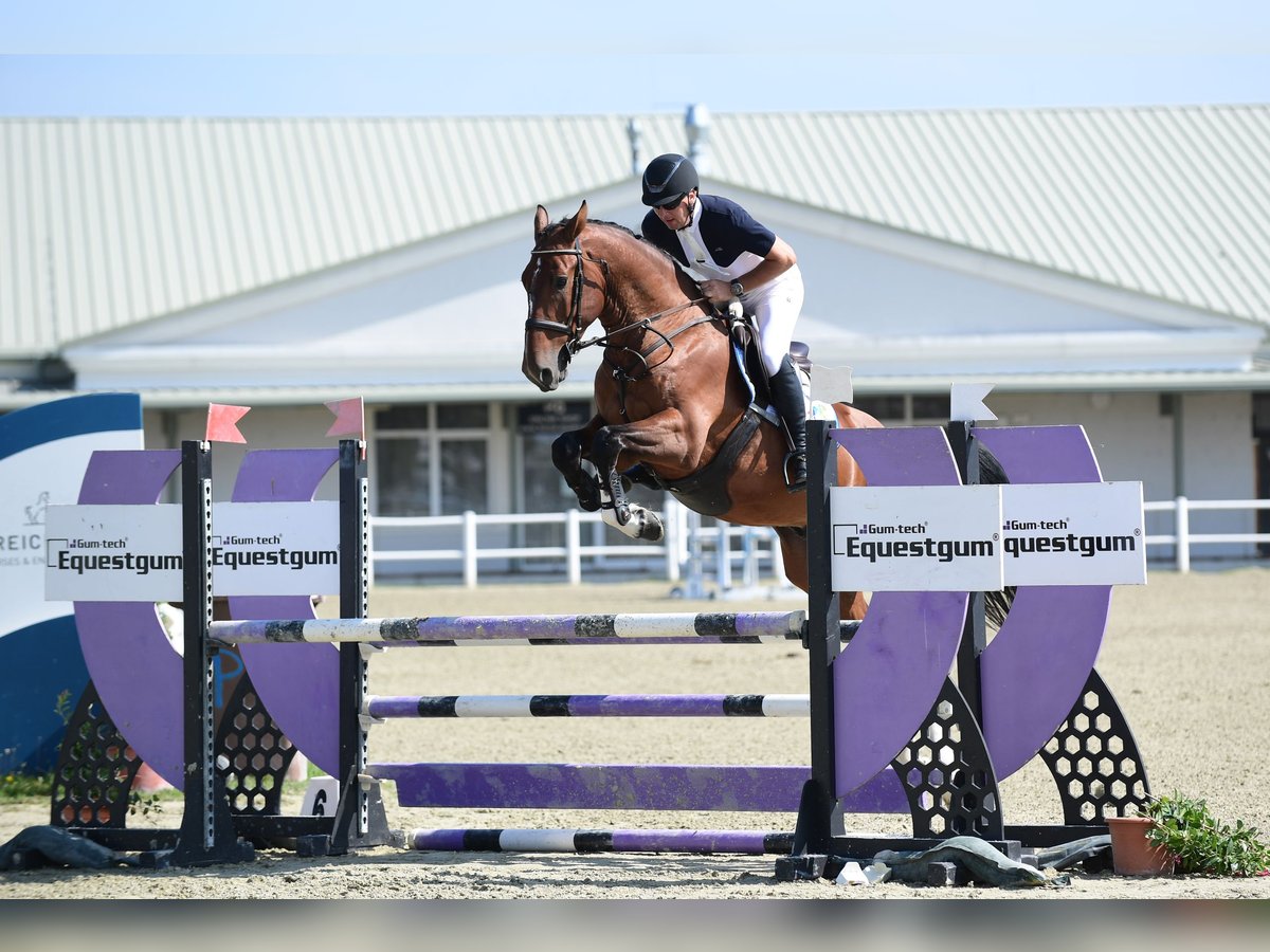 Weitere Warmblüter Wallach 5 Jahre 169 cm Brauner in Schattendorf