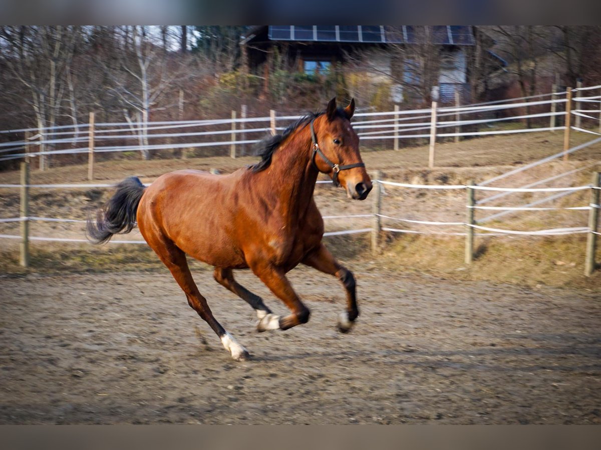 Weitere Warmblüter Wallach 5 Jahre 170 cm Brauner in Stubenberg am See