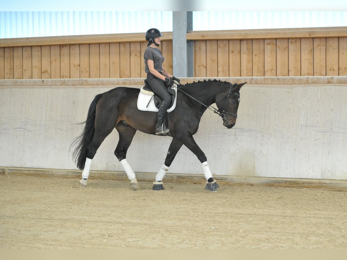 Weitere Warmblüter Wallach 5 Jahre 172 cm Schwarzbrauner in Wellheim