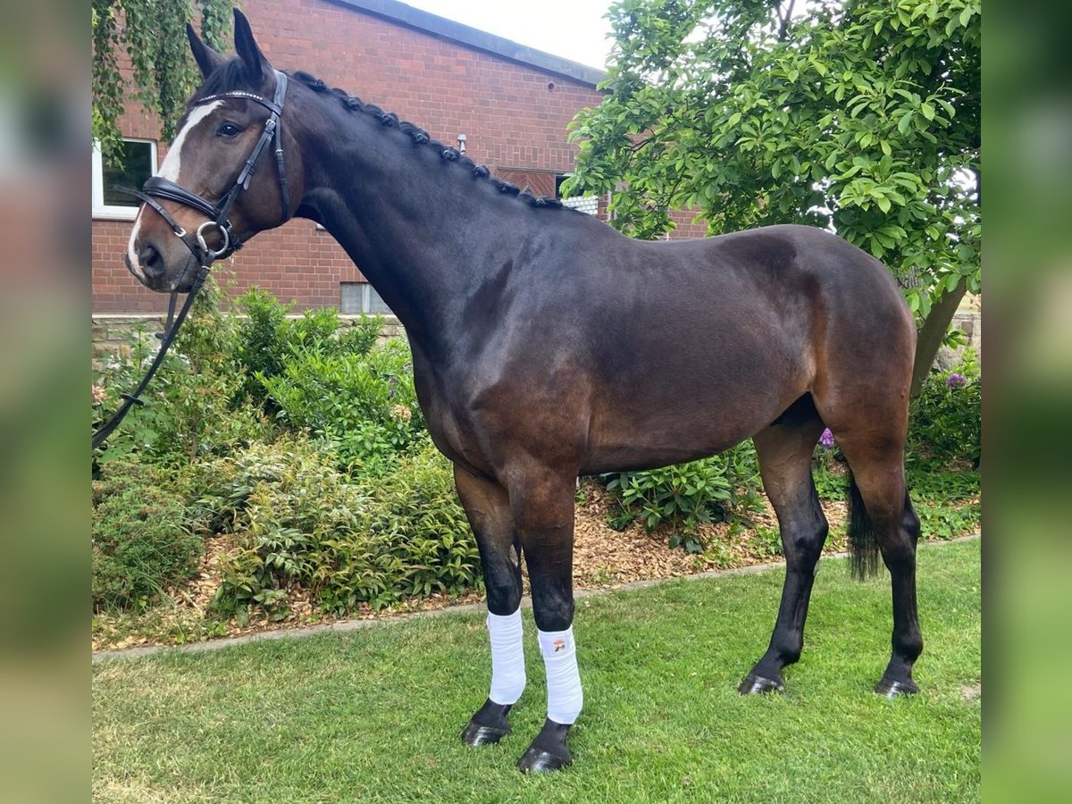 Weitere Warmblüter Wallach 5 Jahre 175 cm Brauner in Hopsten