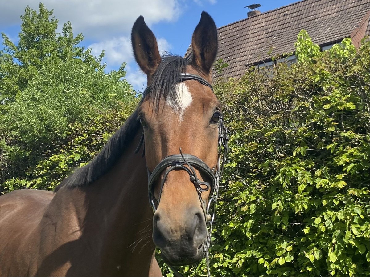 Weitere Warmblüter Wallach 5 Jahre Brauner in Elze Esbeck