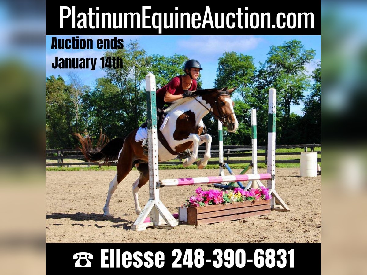 Weitere Warmblüter Wallach 6 Jahre 145 cm Tobiano-alle-Farben in Howell MI