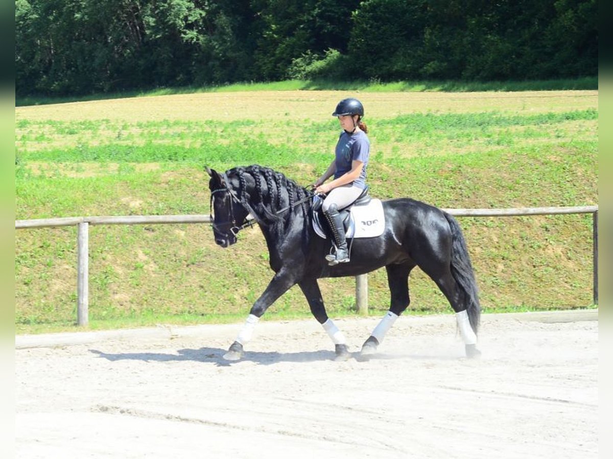 Weitere Warmblüter Wallach 6 Jahre 157 cm Rappe in Wellheim