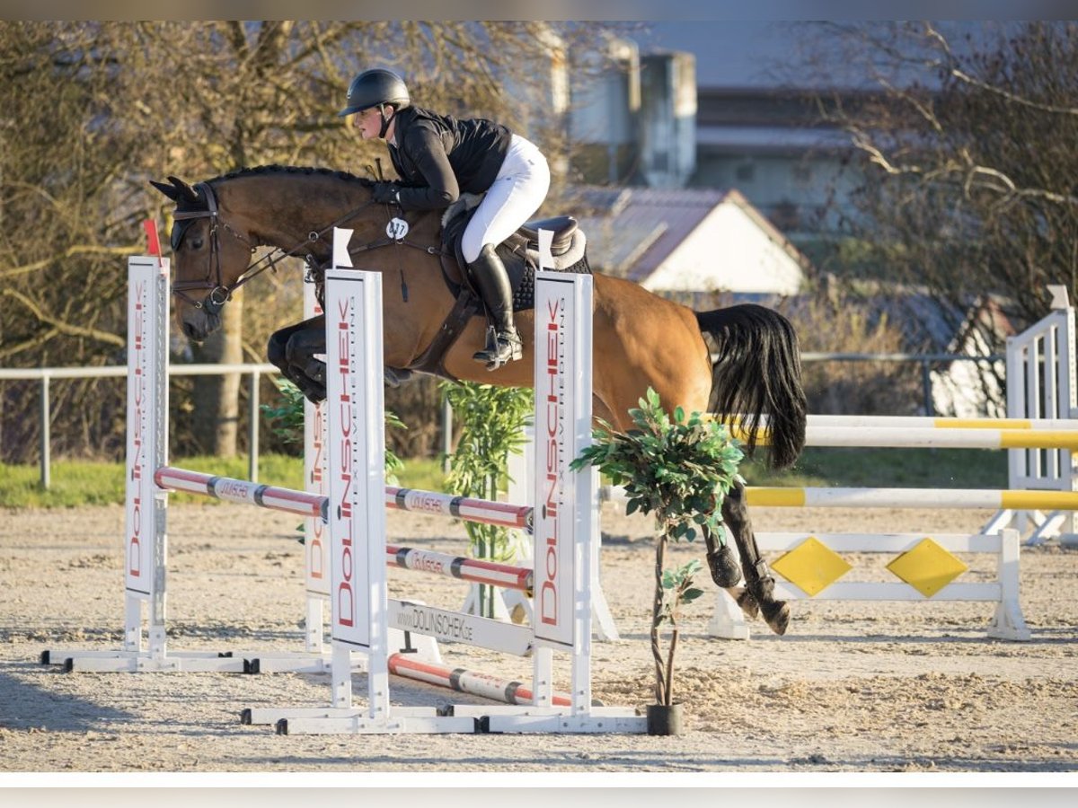 Weitere Warmblüter Wallach 6 Jahre 165 cm Brauner in Epfendorf