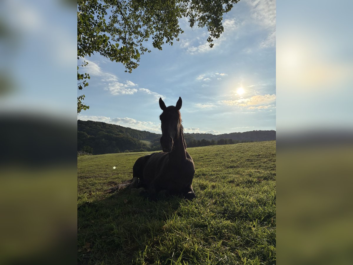Weitere Warmblüter Wallach 6 Jahre 165 cm Rappe in Voeren