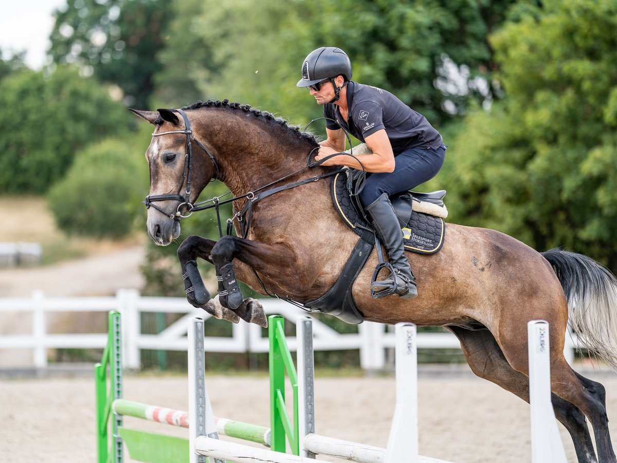 Weitere Warmblüter Wallach 6 Jahre 166 cm Rotschimmel in Zduchovice