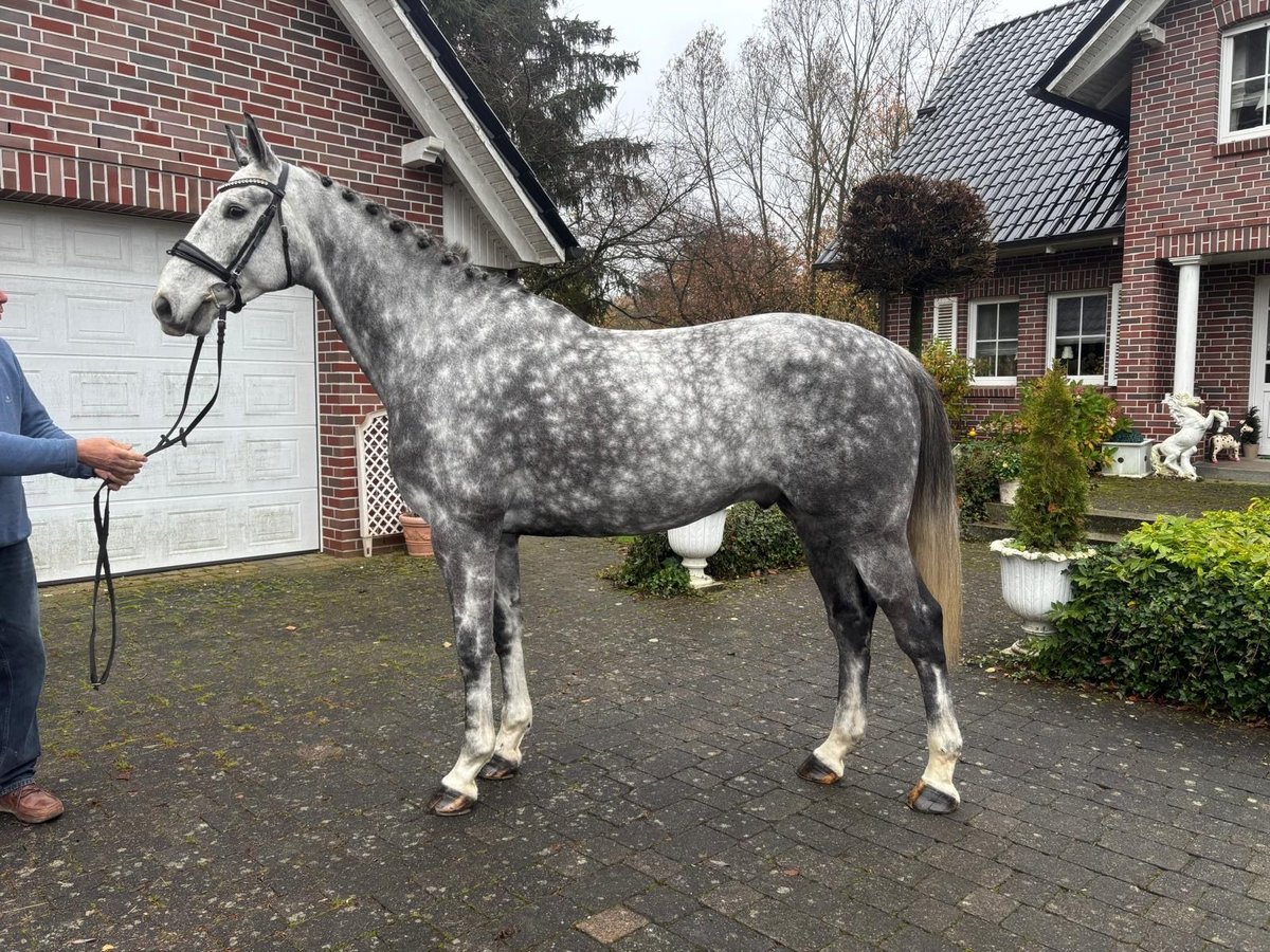 Weitere Warmblüter Wallach 6 Jahre 168 cm Apfelschimmel in W&#xE4;chtersbach