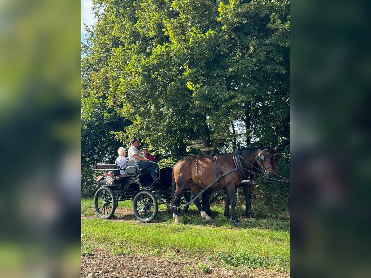 Weitere Warmblüter Wallach 6 Jahre 170 cm Dunkelbrauner in Nossen