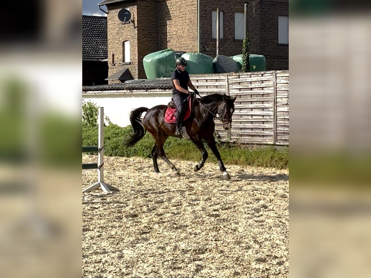 Weitere Warmblüter Wallach 6 Jahre 170 cm Dunkelbrauner in Vettweiß