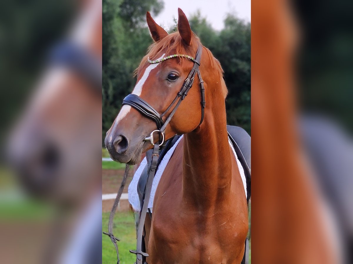 Weitere Warmblüter Wallach 6 Jahre 170 cm Fuchs in Warendorf