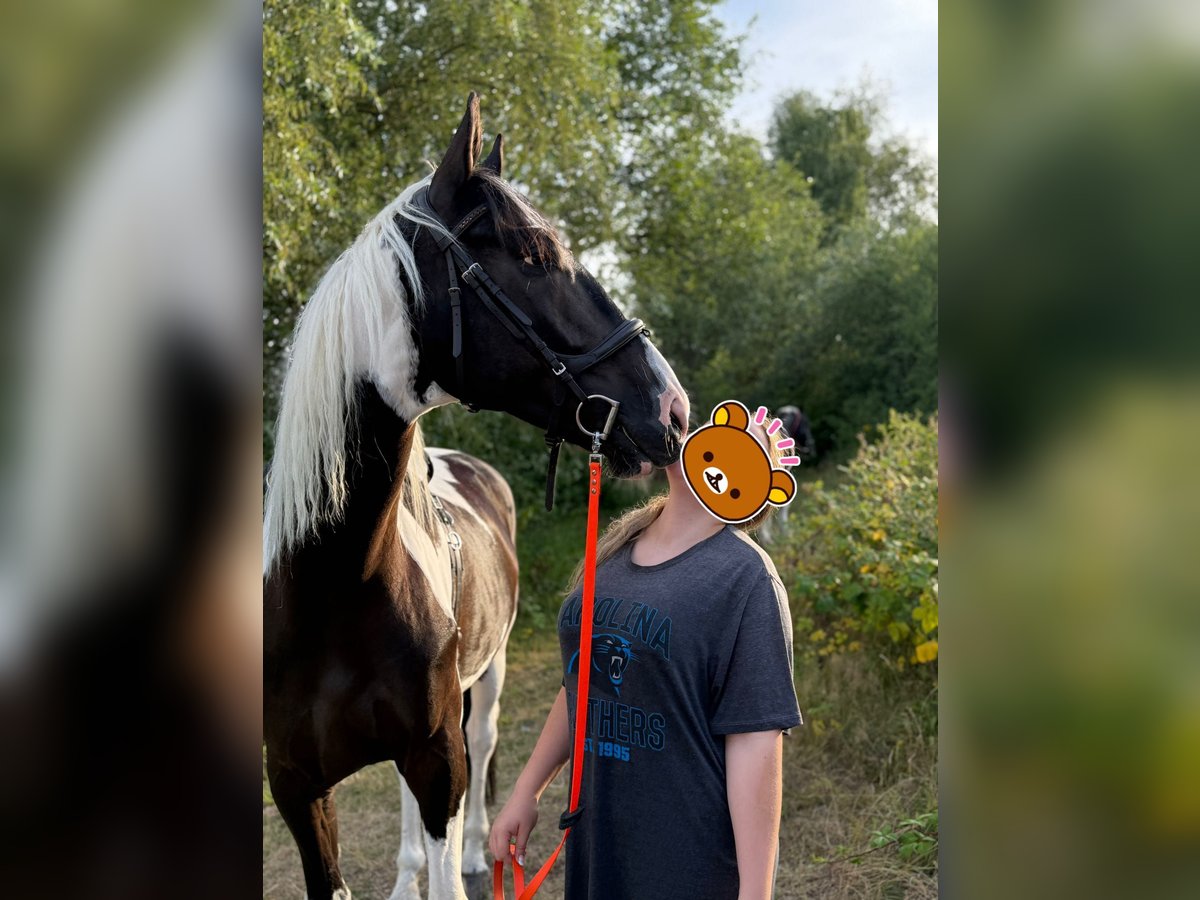 Weitere Warmblüter Wallach 6 Jahre 170 cm Schecke in B&#xFC;ckeburg Evesen