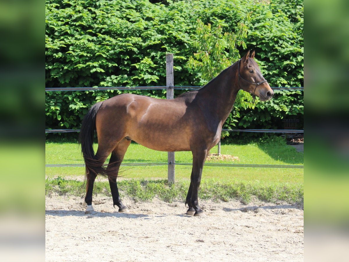 Weitere Warmblüter Mix Wallach 6 Jahre Brauner in Châtenois