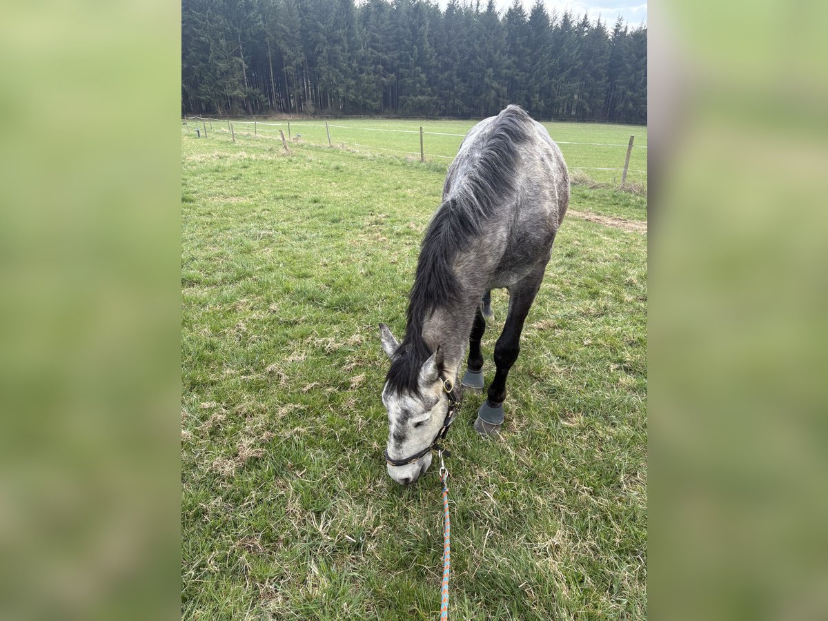 Weitere Warmblüter Wallach 7 Jahre 153 cm Apfelschimmel in Roes
