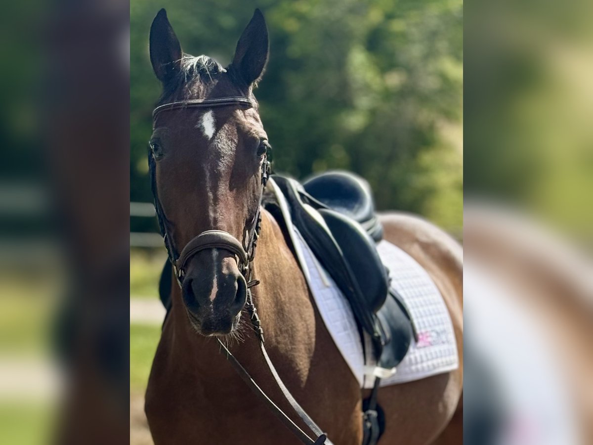 Weitere Warmblüter Wallach 7 Jahre 160 cm Dunkelbrauner in Saarbr&#xFC;cken
