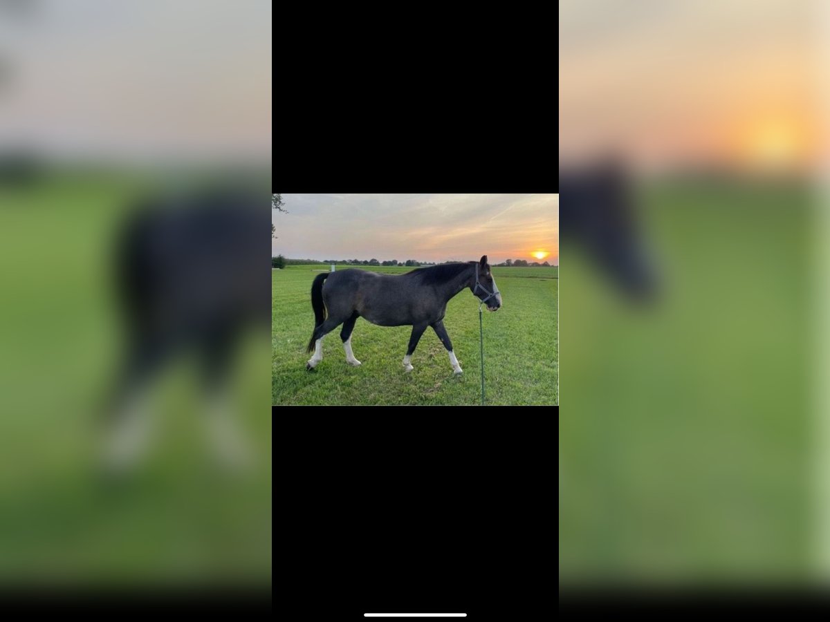 Weitere Warmblüter Mix Wallach 7 Jahre 162 cm Sabino in Deinste
