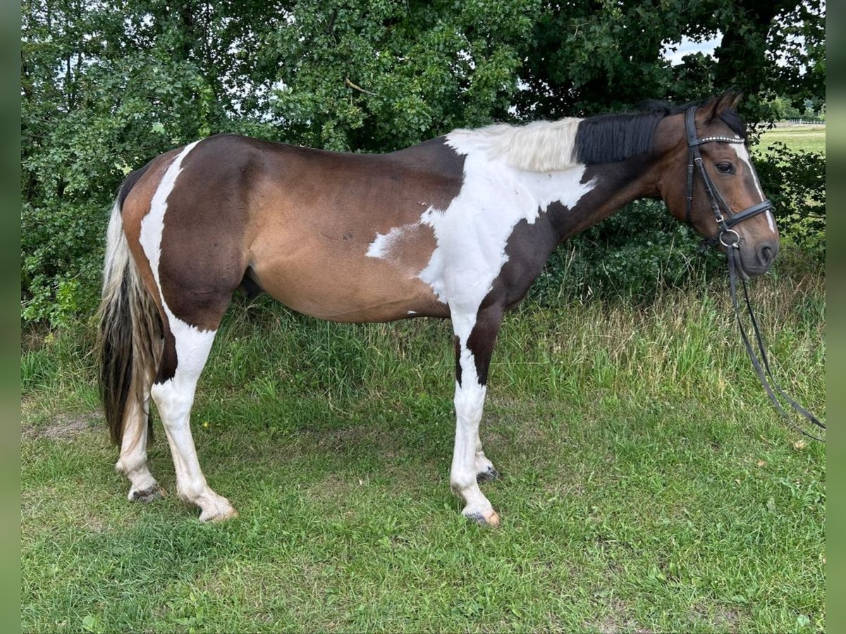 Weitere Warmblüter Wallach 7 Jahre 162 cm Schecke in Bad Laer
