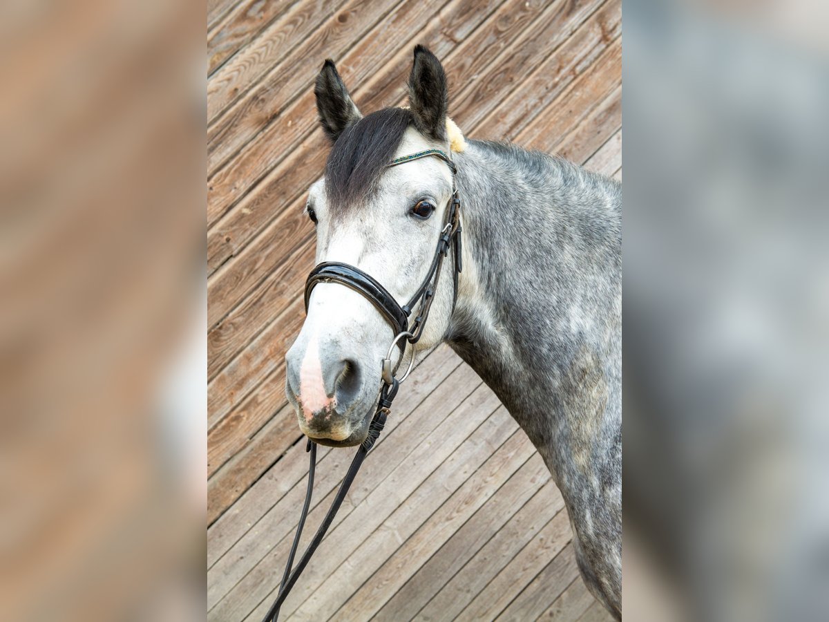 Weitere Warmblüter Wallach 7 Jahre 165 cm Apfelschimmel in Pramet