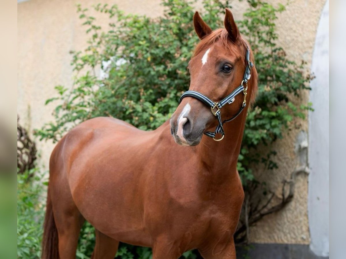 Weitere Warmblüter Wallach 7 Jahre 165 cm Fuchs in Feldkirchen an der Donau