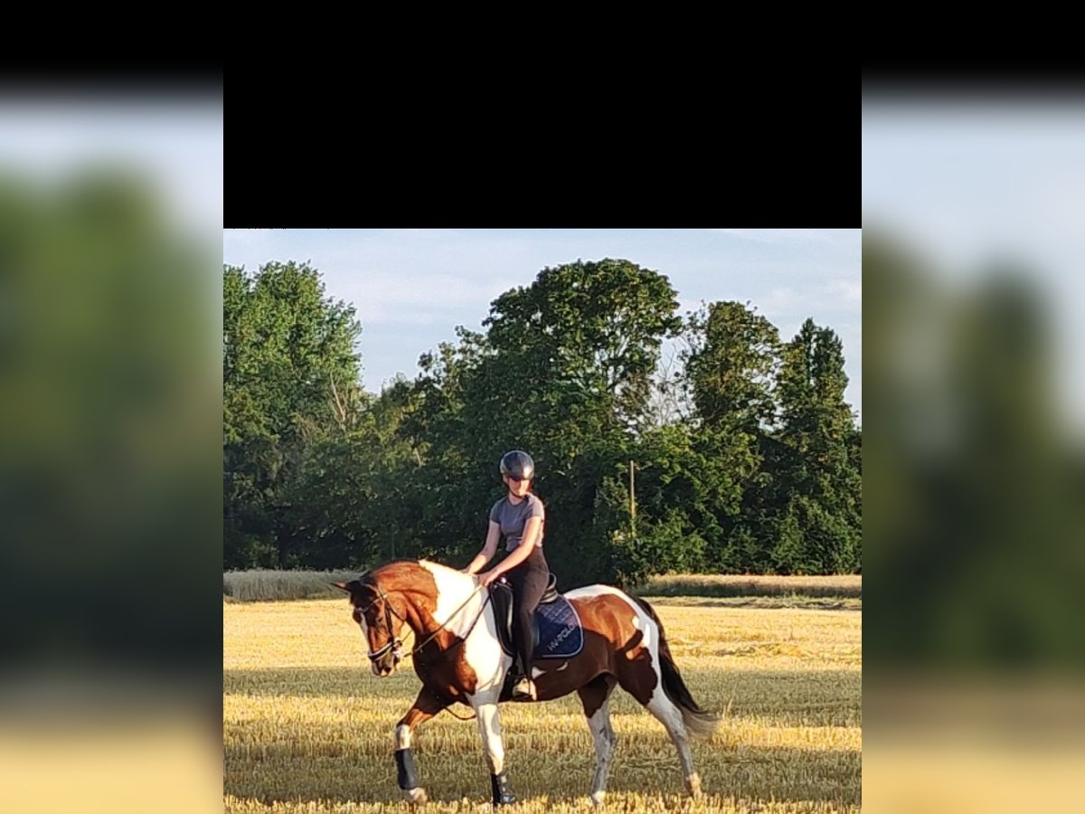 Weitere Warmblüter Wallach 7 Jahre 165 cm Schecke in Moers