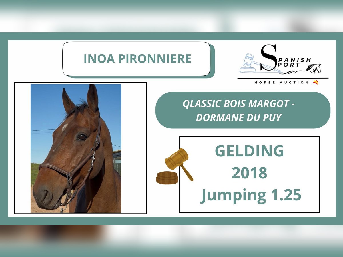 Weitere Warmblüter Wallach 7 Jahre 170 cm Brauner in CANTABRIA