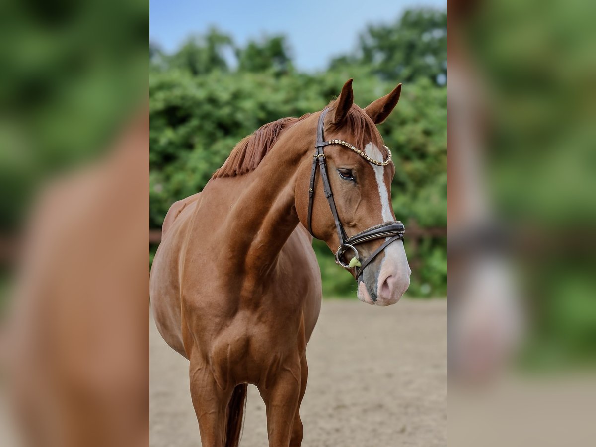 Weitere Warmblüter Wallach 7 Jahre 170 cm Fuchs in Blekendorf