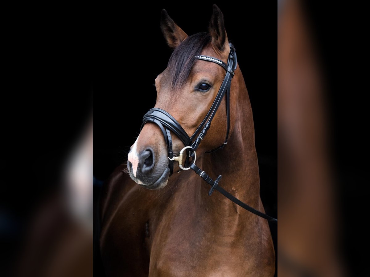 Weitere Warmblüter Mix Wallach 8 Jahre 151 cm Brauner in Hechingen