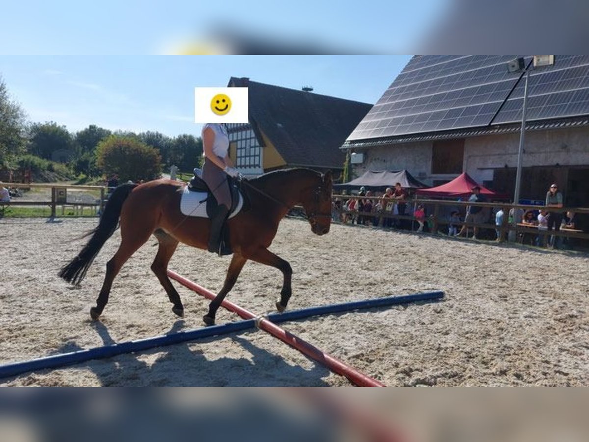 Weitere Warmblüter Mix Wallach 8 Jahre 155 cm in Bielefeld