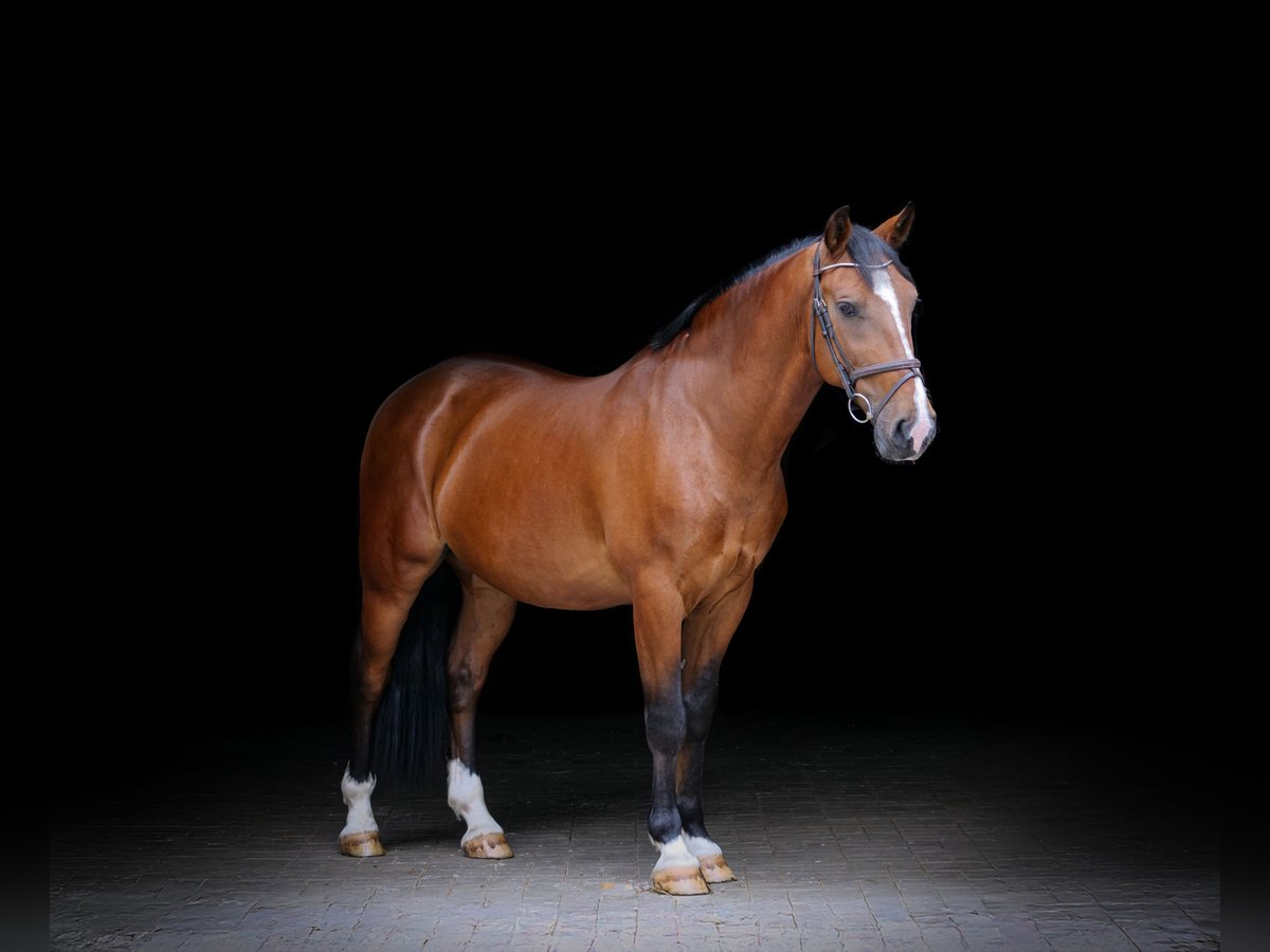 Weitere Warmblüter Wallach 8 Jahre 157 cm Brauner in Dohren
