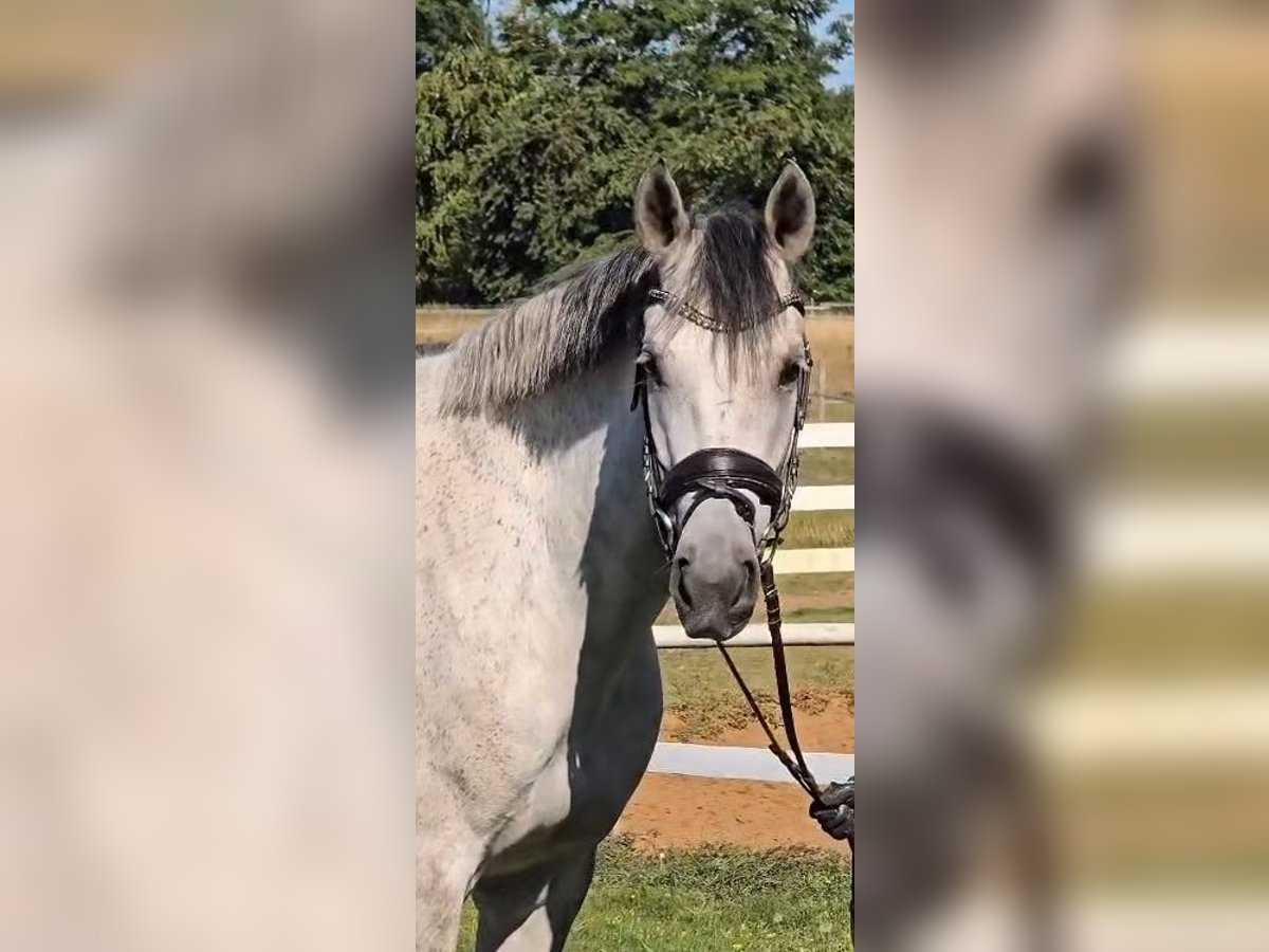 Weitere Warmblüter Wallach 8 Jahre 158 cm Schimmel in Warendorf