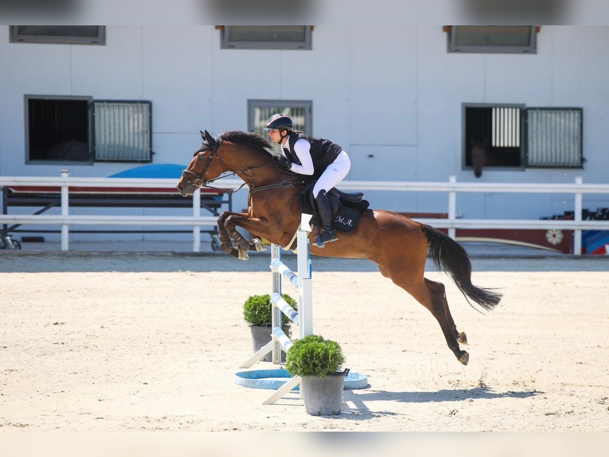 Weitere Warmblüter Wallach 8 Jahre 165 cm Brauner in Sofia