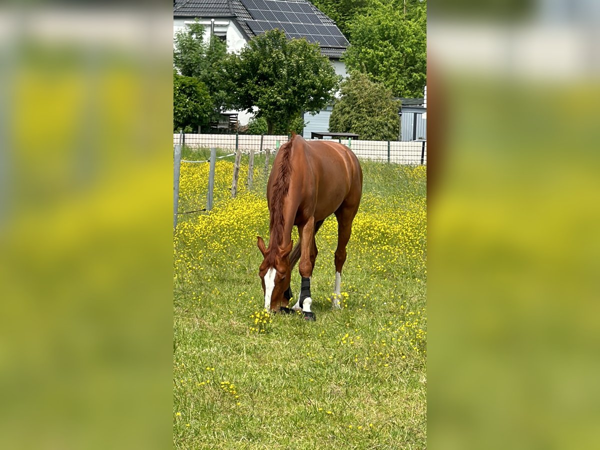 Weitere Warmblüter Wallach 8 Jahre 165 cm Fuchs in L&#xF6;hne