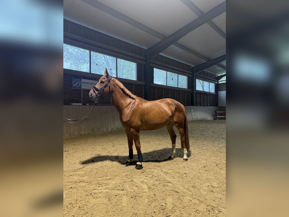 Weitere Warmblüter Wallach 8 Jahre 168 cm Fuchs in Bad blumau