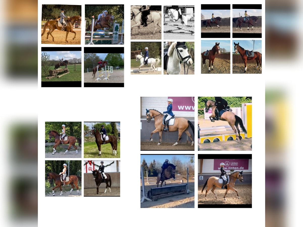 Weitere Warmblüter Wallach 8 Jahre 170 cm Dunkelfuchs in Essen Weitere Warmblüter Wallach 8 Jahre 170 cm Dunkelfuchs in Essen